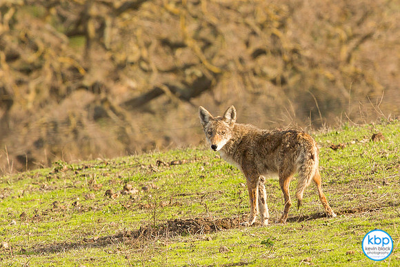 Coyote