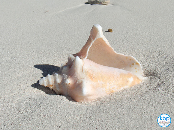 Conch in Bimini