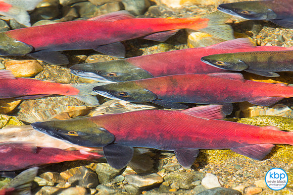 Kokanee Salmon, Taylor Creek, Lake Tahoe