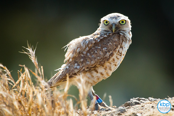 Burrowing Owl