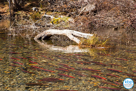Kokanee Salmon, Taylor Creek, Lake Tahoe