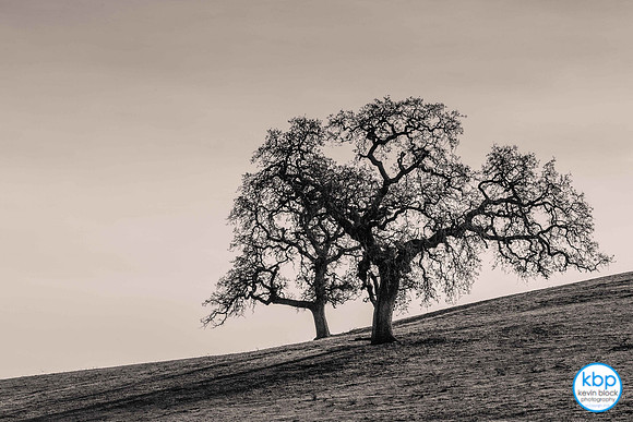 Oak Trees